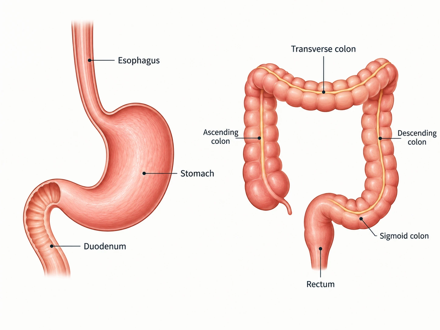 Upper digestive tract and colon comparison